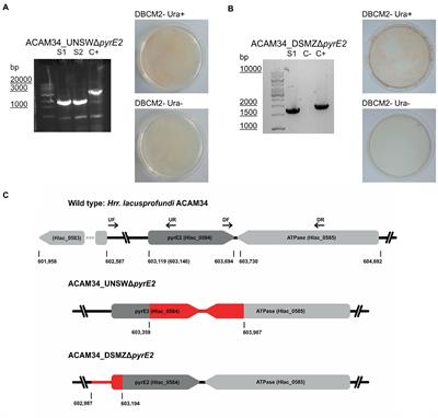 Improving the genetic system for Halorubrum lacusprofundi to allow in-frame deletions